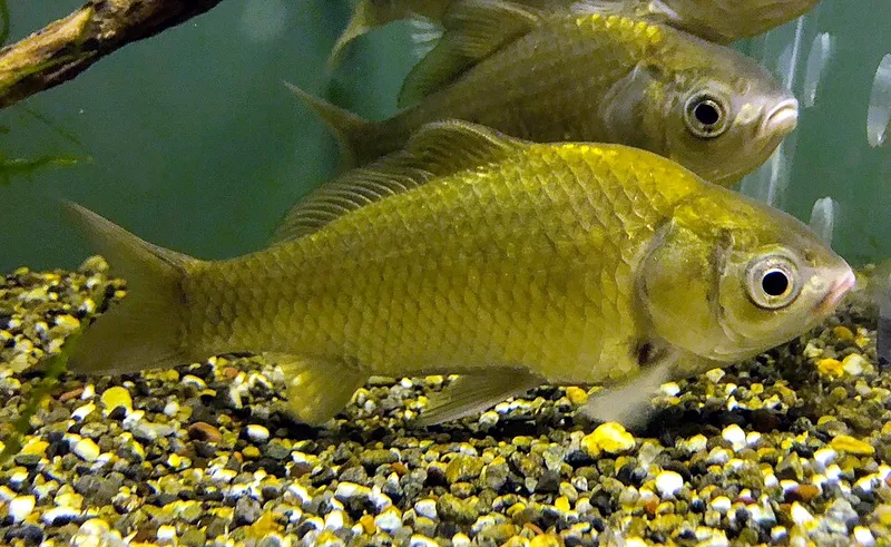 ゲンゴロウブナ (Carassius cuvieri)