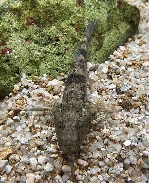 Olive Goby (Glossogobius olivaceus)