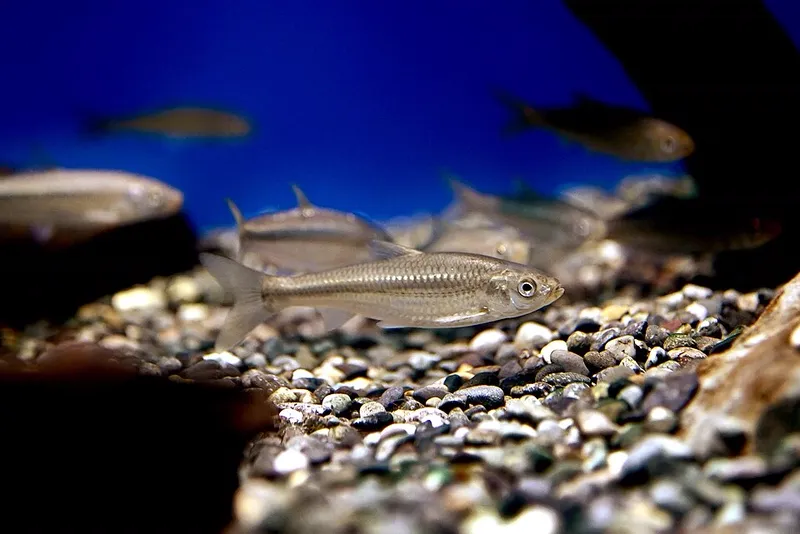 ホンモロコ (Gnathopogon caerulescens)