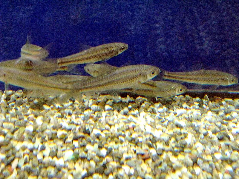 タモロコ (Gnathopogon elongatus)
