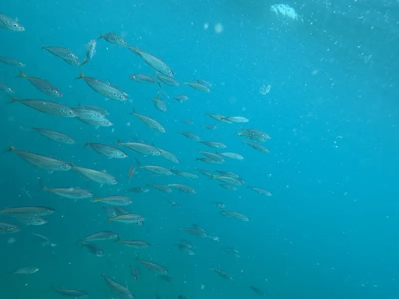 Blue Mackerel (Scomber australasicus)