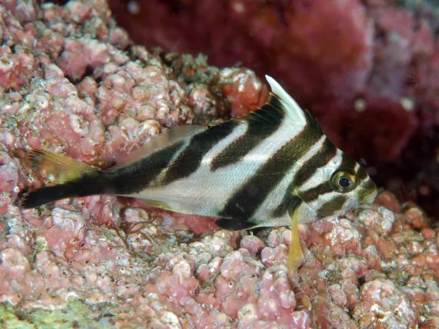 Redlip Morwong (Goniistius zebra)