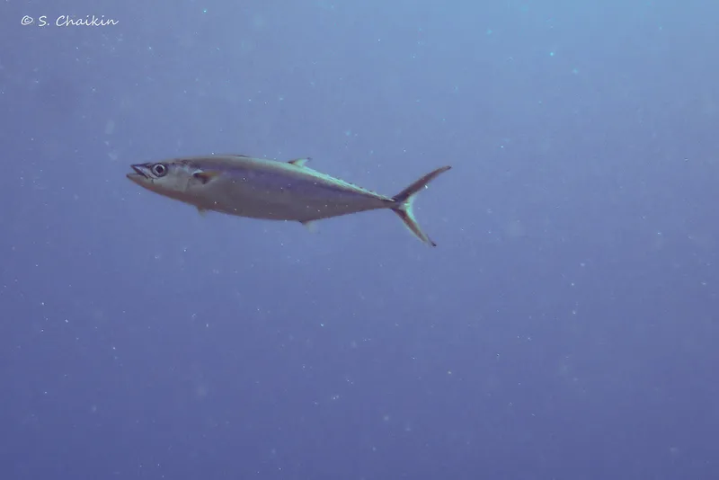 ニジョウサバ (Grammatorcynus bilineatus)