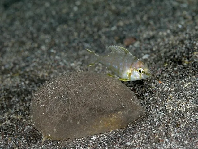 メイチダイ (Gymnocranius griseus)
