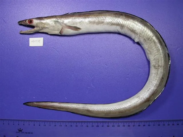 ハモ (Muraenesox cinereus)