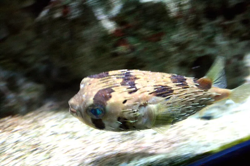 ハリセンボン (Diodon holocanthus)