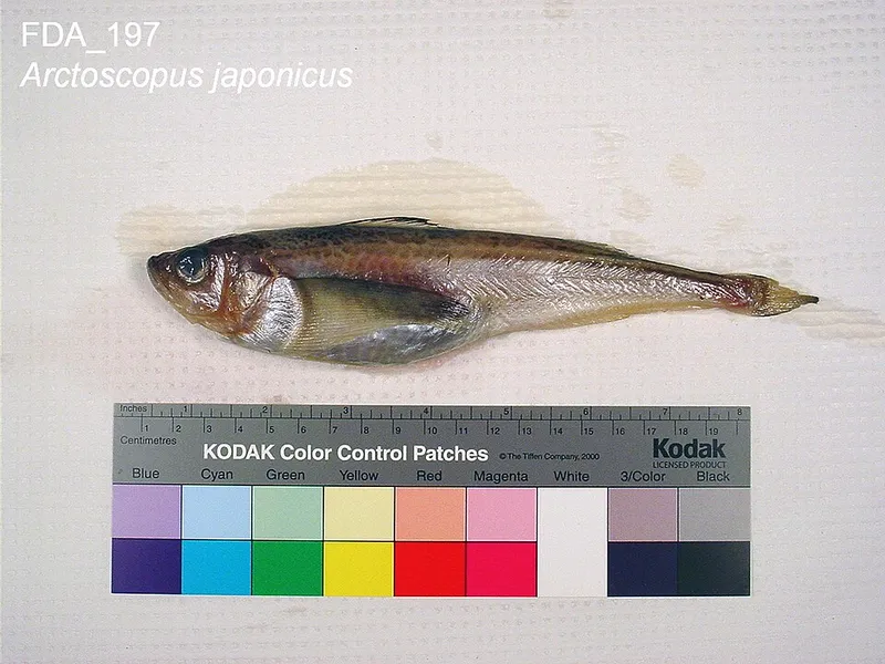 ハタハタ (Arctoscopus japonicus)