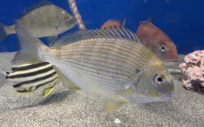 ヘダイ (Rhabdosargus sarba)