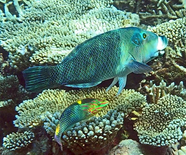 タレクチベラ (Hemigymnus melapterus)