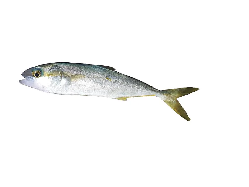 Yellowtail Kingfish (Seriola lalandi)