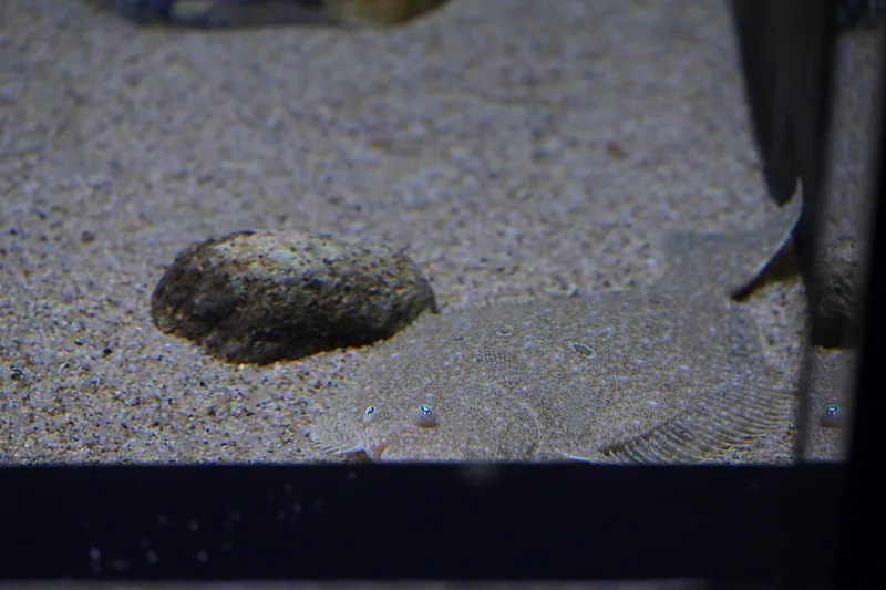 ヒラメ (Paralichthys olivaceus)