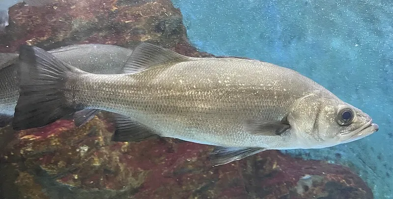 Blackfin Seabass (Lateolabrax latus)
