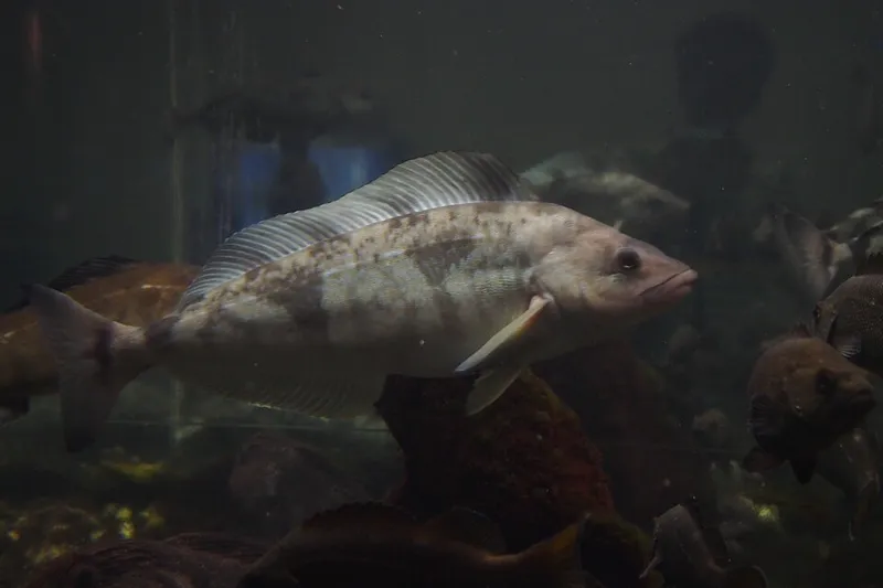 ホッケ (Pleurogrammus azonus)
