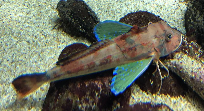 ホウボウ (Chelidonichthys spinosus)