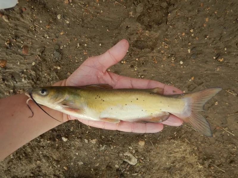 チャネルキャットフィッシュ (Ictalurus punctatus)