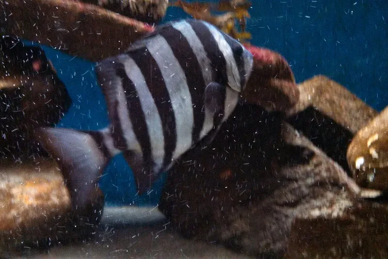 イシダイ (Oplegnathus fasciatus)
