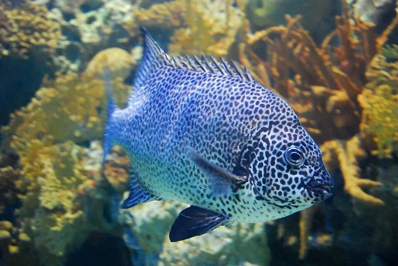 Spotted Knifejaw (Oplegnathus punctatus)