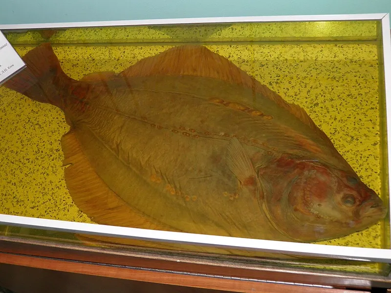 イシガレイ (Kareius bicoloratus)