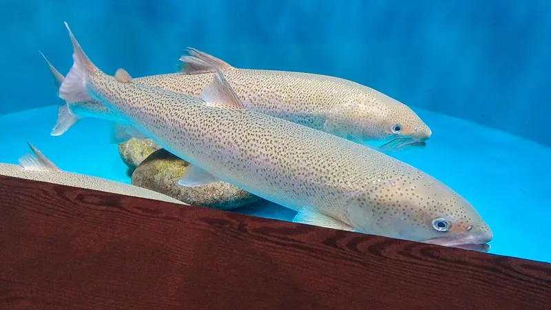 イトウ (Parahucho perryi)