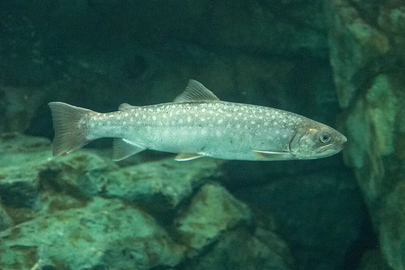 イワナ (Salvelinus leucomaenis)