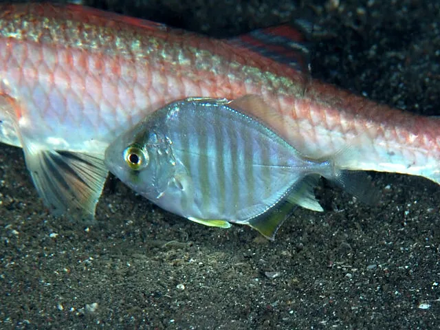 カイワリ (Kaiwarinus equula)