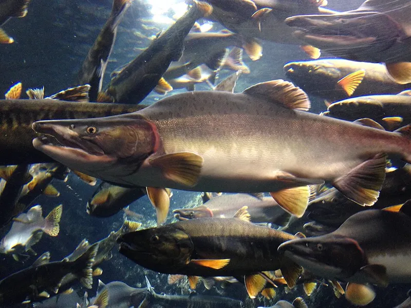カラフトマス (Oncorhynchus gorbuscha)