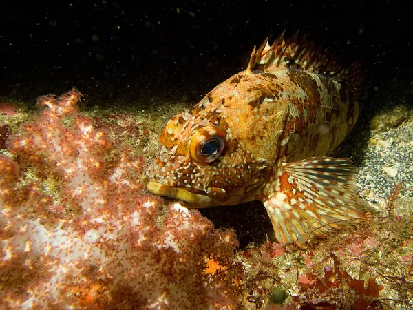 カサゴ (Sebastiscus marmoratus)