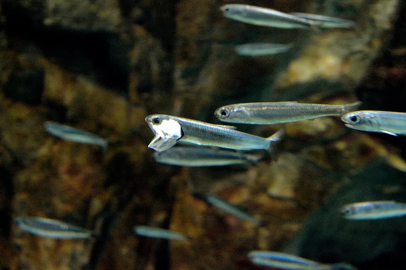 カタクチイワシ (Engraulis japonicus)