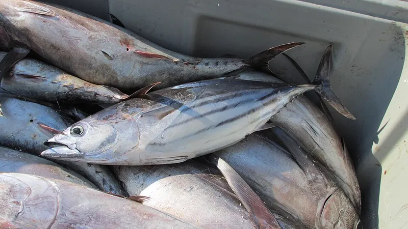 カツオ (Katsuwonus pelamis)