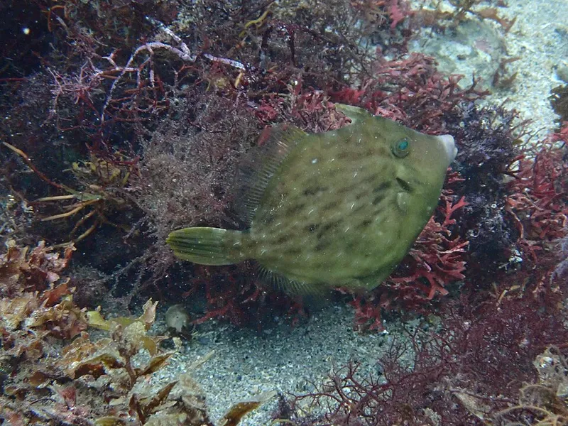 Thread-sail Filefish (Stephanolepis cirrhifer)
