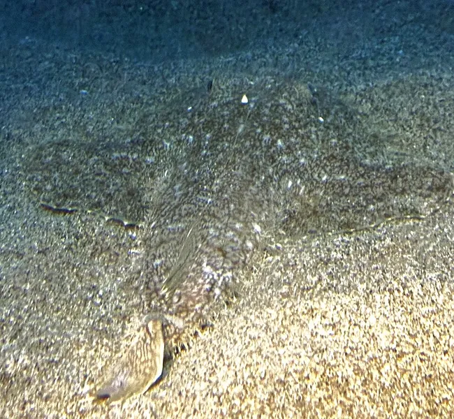 キアンコウ (Lophius litulon)