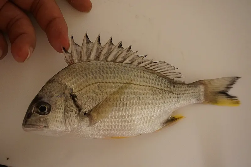 キチヌ (Acanthopagrus latus)