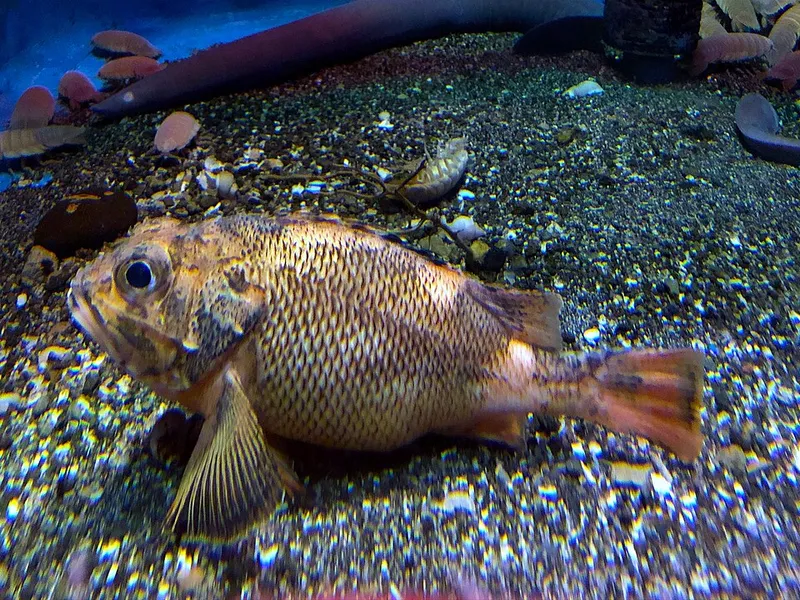キチジ (Sebastolobus macrochir)