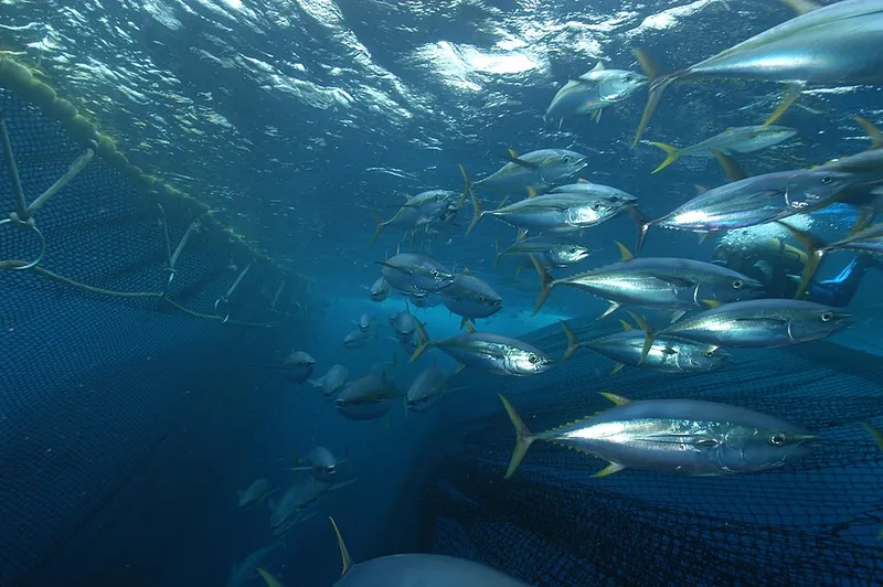 キハダ (Thunnus albacares)