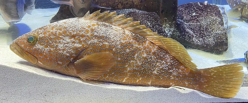 キジハタ (Epinephelus akaara)