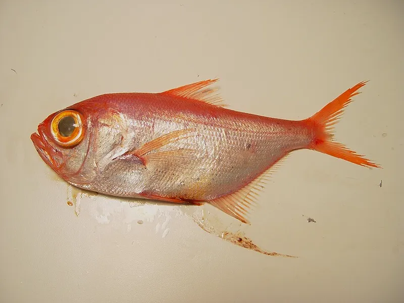 キンメダイ (Beryx splendens)