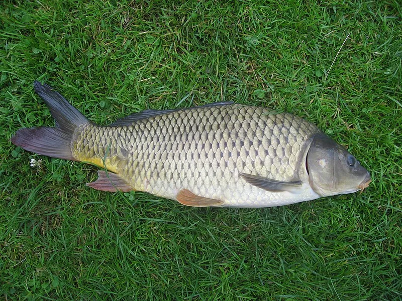 コイ (Cyprinus carpio)
