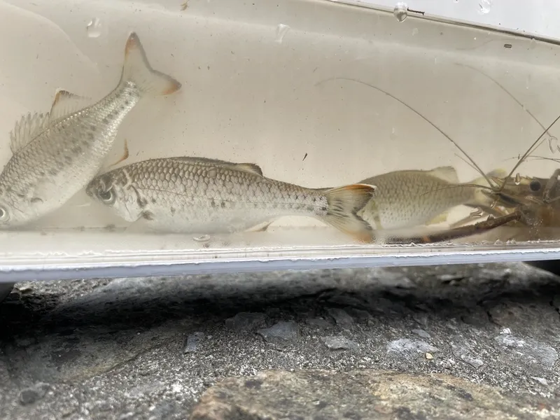 Spotted Flagtail (Kuhlia marginata)