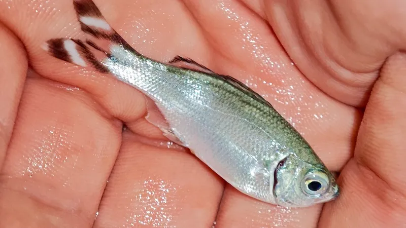 Fivebar Flagtail (Kuhlia mugil)
