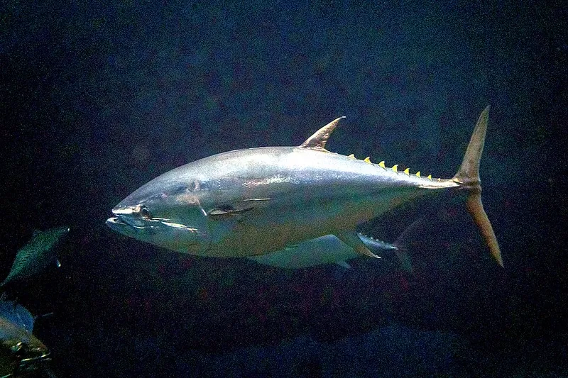 クロマグロ (Thunnus orientalis)