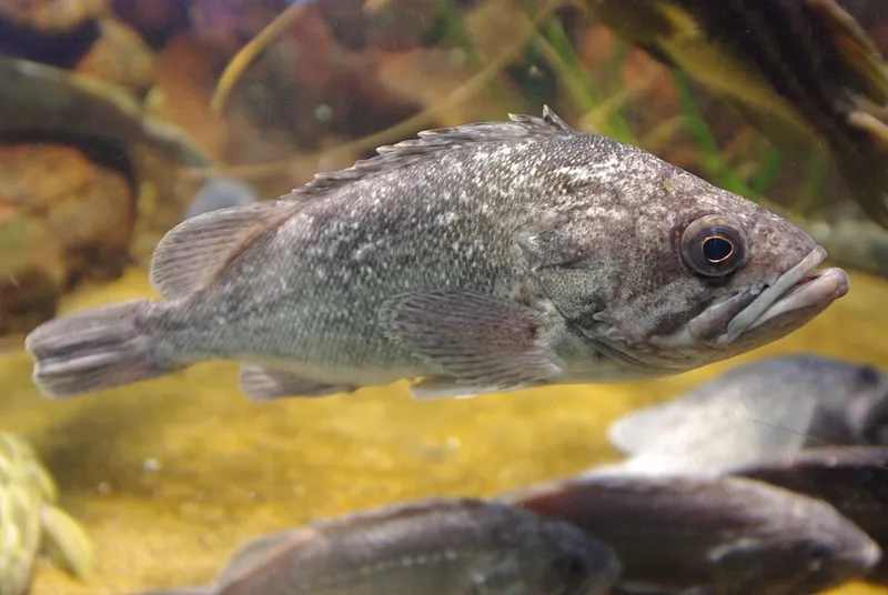 クロソイ (Sebastes schlegelii)