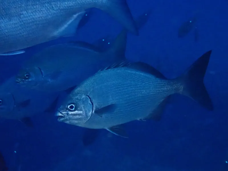 ノトイスズミ (Kyphosus bigibbus)