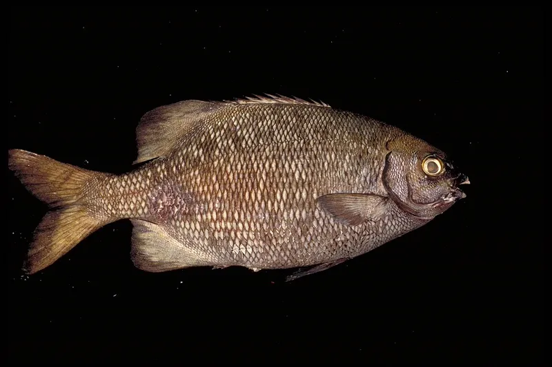 テンジクイサキ (Kyphosus cinerascens)
