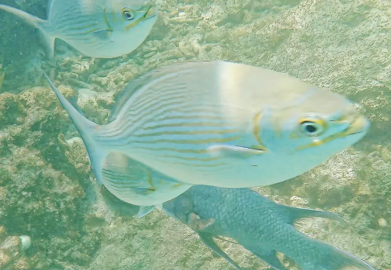 Brassy Drummer (Kyphosus vaigiensis)
