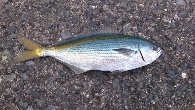 タカベ (Labracoglossa argenteiventris)