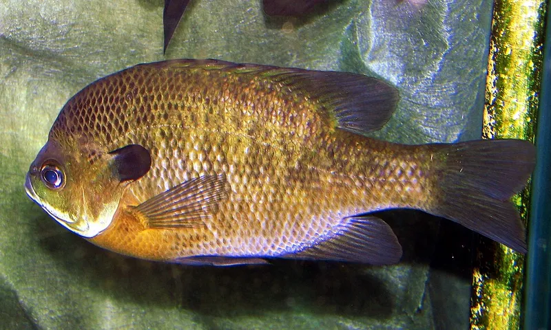 Bluegill (Lepomis macrochirus)