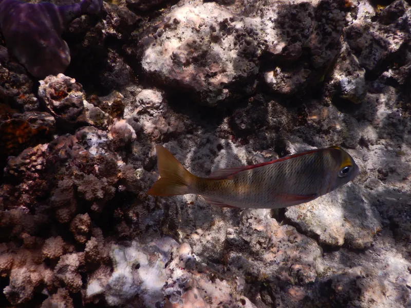 イソフエフキ (Lethrinus atkinsoni)
