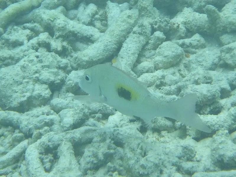 マトフエフキ (Lethrinus harak)