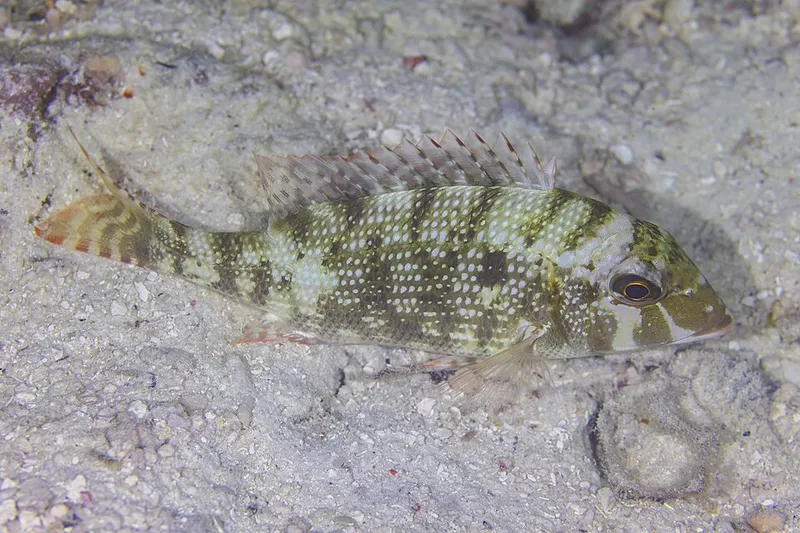 ハマフエフキ (Lethrinus nebulosus)