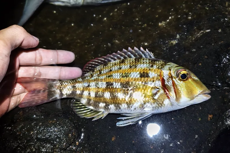 ハナフエフキ (Lethrinus ornatus)